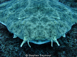 Angelshark by Stephen Seymour 